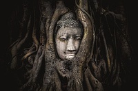 Fig tree roots overgrowing a sandstone Buddha statue, near Wat Maha That in Ayutthaya province, Thailand