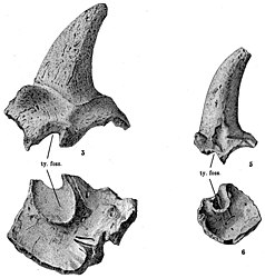 The cranial ornamentation of Meiolania can vary greatly between and within species (top image). M. mackayi (bottom image, right) likely falls within the intraspecific variation of M. platyceps.