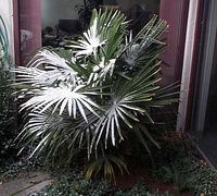 Trachycarpus fortunei dusted with snow in Grand Junction, Colorado