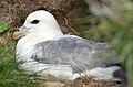 Northern fulmar on the nest in Orkney, Scotland