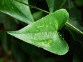 Smilax aspera