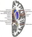 Horizontal section of right cerebral hemisphere.