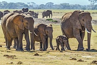 Elephant family in Amboseli National Park, Kenya