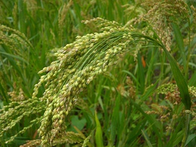 Просо обыкновенное (Panicum miliaceum)