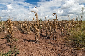 Agricultural changes. Droughts, rising temperatures, and extreme weather negatively impact agriculture. Shown: Texas, US (2013).[280]