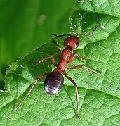 Formica obscuripes