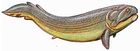 Rhizodus sp.