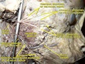 Lateral head anatomy detail.Dissection the newborn