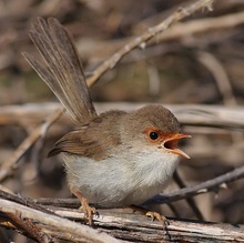 A small pale brown bird with a gaping orange beak, on twig-like foliage