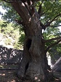 Eternal Plane tree