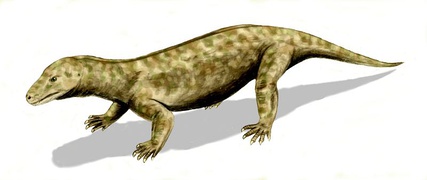 Procynosuchus (Cynodontia)