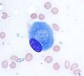 Osteoblast (Wright Giemsa stain, 100x)