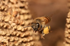 Медоносная пчела (Apis mellifera)