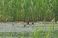 Breeding pair in Wuhan, Hubei, China