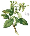 Mitragyna diversifolia
