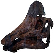 Cráneo de lambeosaurino Hypacrosaurus altispinus.