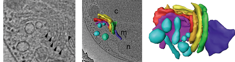  Reconstrucción 3D del Golgi. Cisternas planas y vesículas. Tomografía crioelectrónica