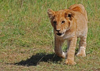 Lions mating at Masai Mara