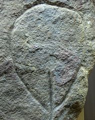 Representación de la Edad de Piedra de una vulva estilizada (en Saint-Germain-en-Laye), Paleolítico.