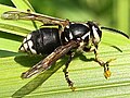 Pollinia of milkweed (Asclepias) on the legs of bald-faced hornet (Dolichovespula maculata)