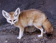 Large-eared fox on rock