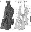 Photos and diagrams showing hand and foot bones of specimen SAM-PK-K1332