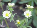 White-flowering individual