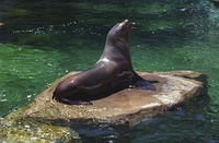 The Australian sea lion vs. the Steller sea lion