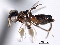 Chalcedectus maculipennis