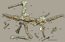 Herrerasaurus ischigualastensis (PVSJ 407, PVSJ 053)