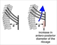 Fig. 4 The effect of the muscles of inhalation in expanding the rib cage. The particular action illustrated here is called the pump handle movement of the rib cage.