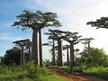 Мадагаскар, баобабы возле Morondava.
