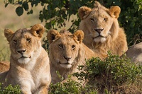 Lion pride in Etosha National Park