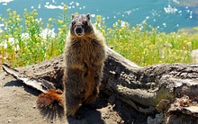 Yellow bellied marmot