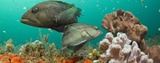 Black sea bass at Gray's Reef National Marine Sanctuary in Georgia