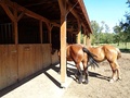 A row-style stable of the Žabnik Stud in Žabnik at Sveti Martin na Muri, Croatia