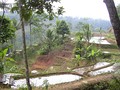 Campos de arroz en terrazas inundadas. Isla de Java