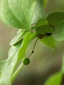 China smilax (S. china), unripe fruit