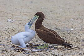 feeding S. l. plotus chick