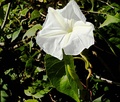 Ipomoea macrantha