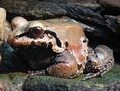 Sapo toro, Leptodactylus pentadactylus