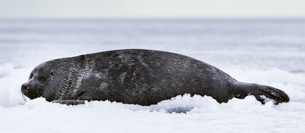  Joven foca del Baikal, especie endémica del lago sudsiberiano. (Foto de: Per Harald Olsen)