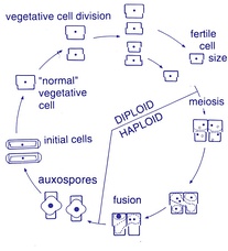 Centric diatom (oogamy)