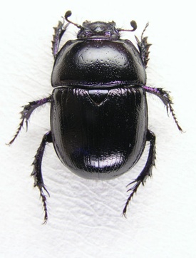 Землерой обыкновенный (Geotrupes stercorarius)