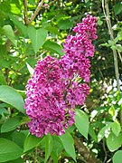 Lilac - Syringa vulgaris