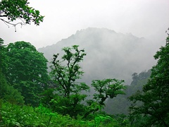 Rain forest in Gilan