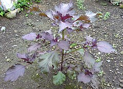 Red shiso in Kaga, Ishikawa Japan