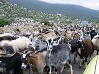 Traditional herding of goats in Greece. Overgrazing by poorly managed traditional herding is one of the primary causes of desertification and maquis degradation.