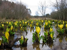 Pistia stratiotes, an example of a neuston, a plant that floats freely on the water surface