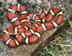 A venomous coral snake